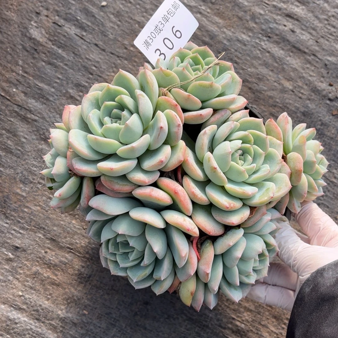306莎莎女王多肉植物～