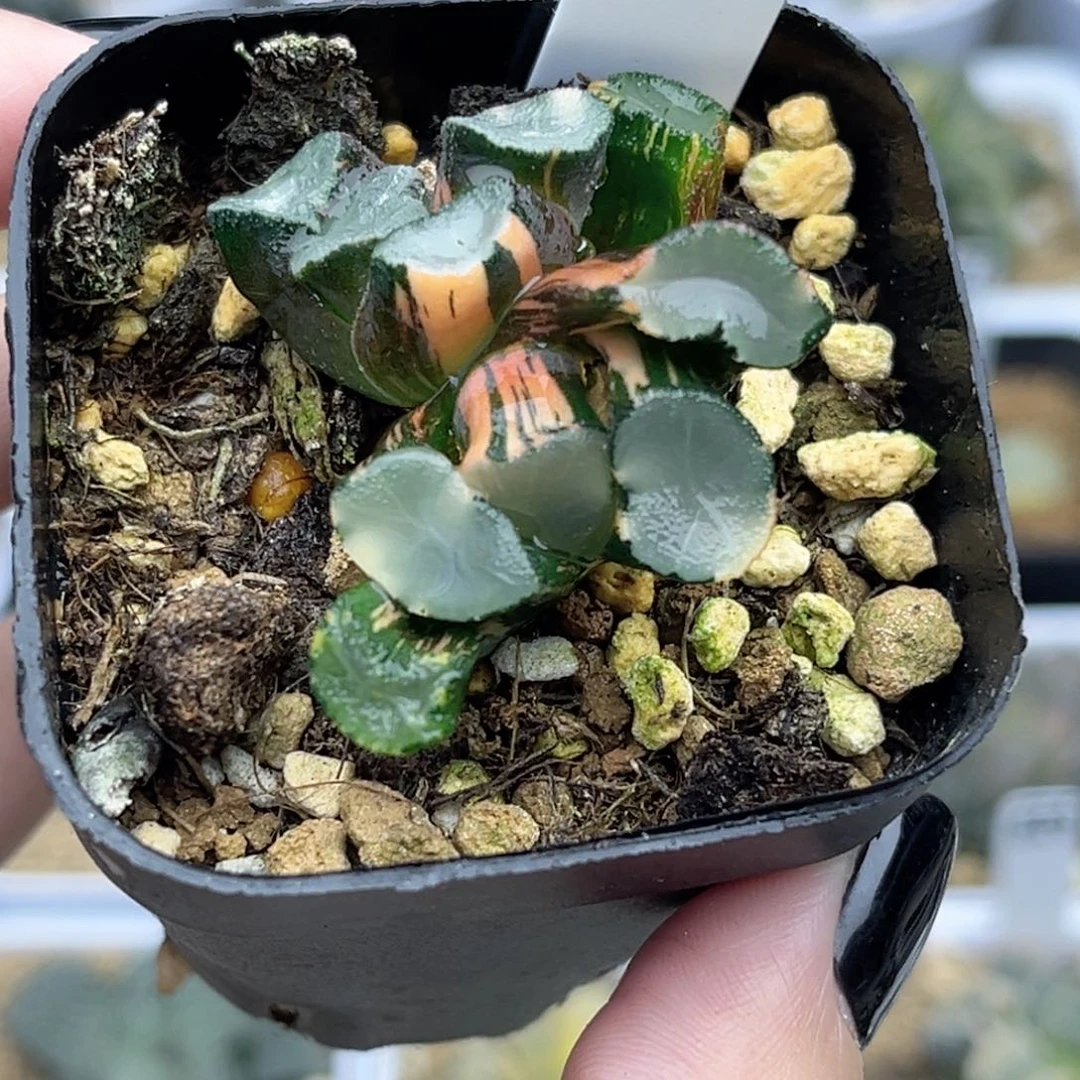 2双头欧大宝万象锦（叶片有伤介意勿拍）福利专场