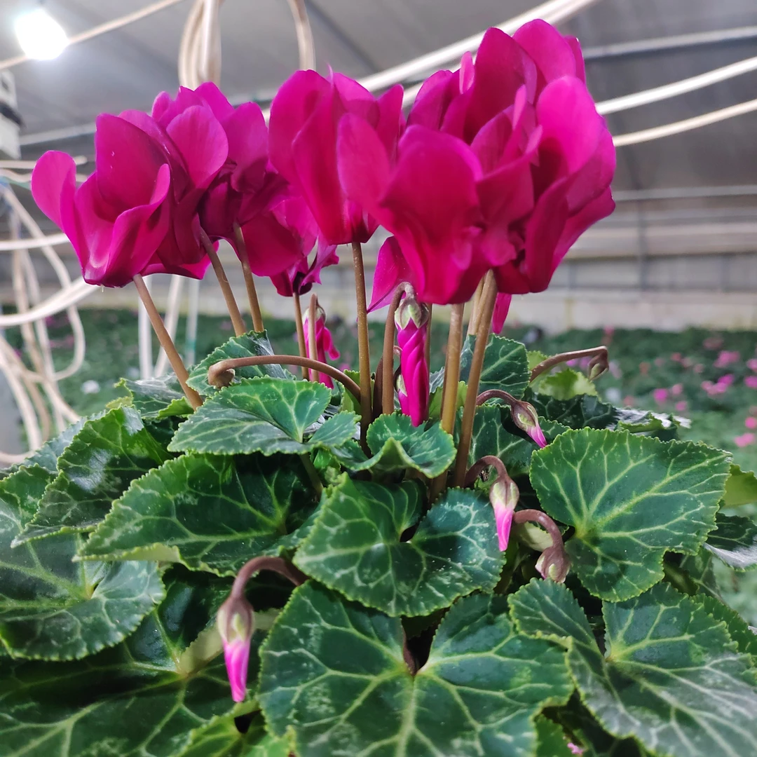 精品仙客来鲜花盆栽带花苞紫霞仙子7号链接130盆径花卉盆栽