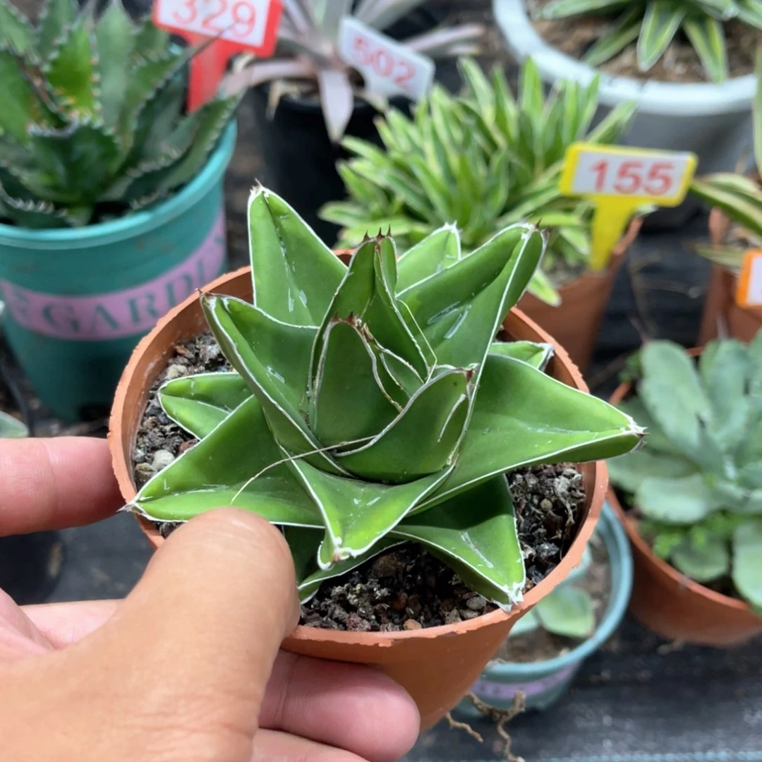 桃太郎龙舌兰系列