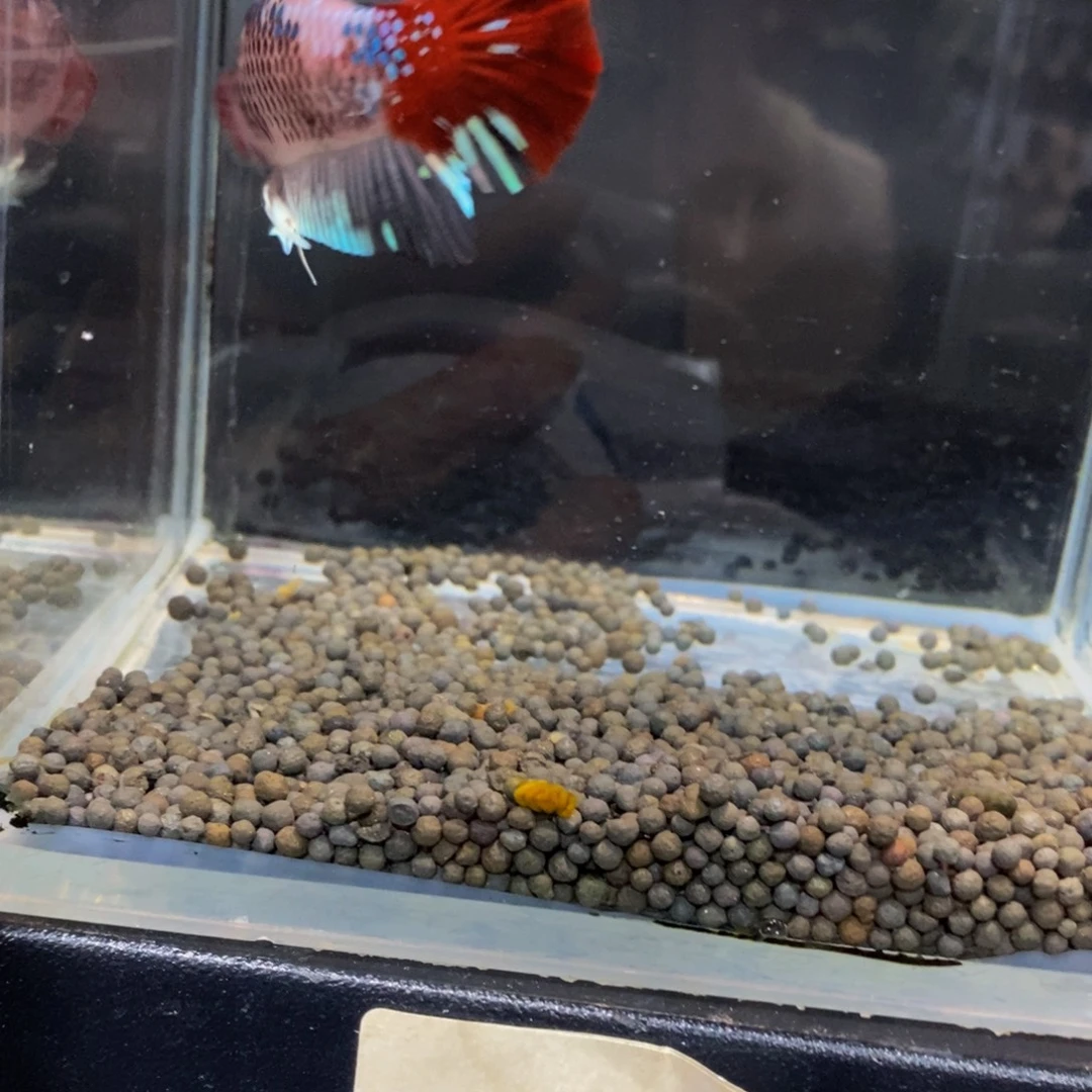 苏***瀛斗鱼454巨斗111111