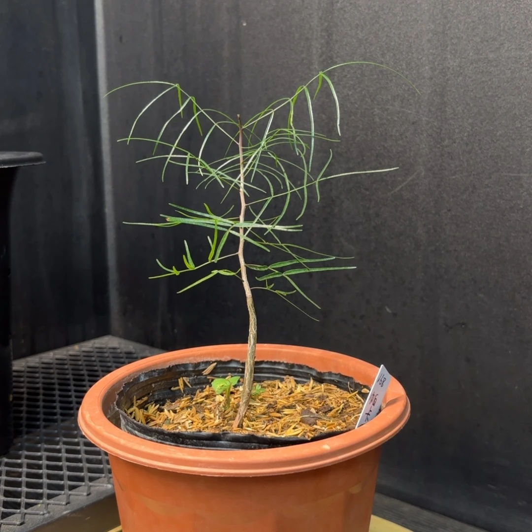 帕卡裂榄实生小苗