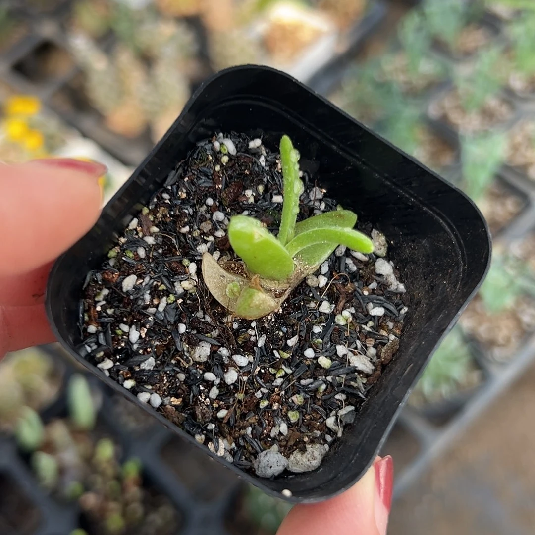 多肉植物海豚多肉植物
