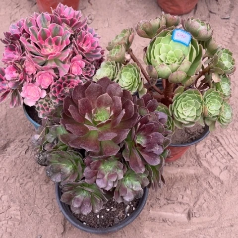 540多肉植物组合，