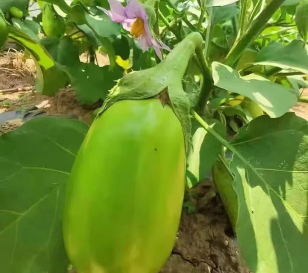 河南新鲜无籽青皮茄子农家种植当季现摘茄子新鲜蔬菜