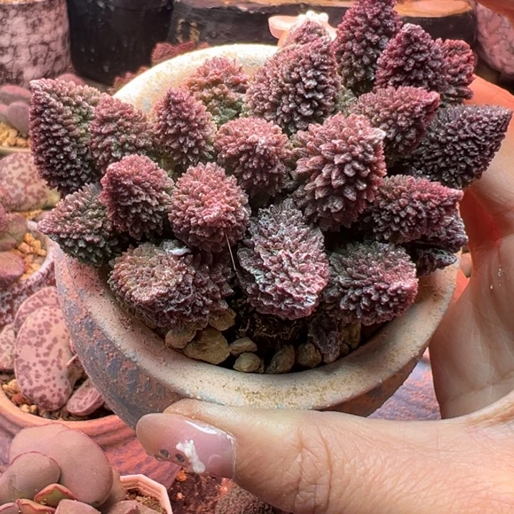 护***理        朱紫玉。