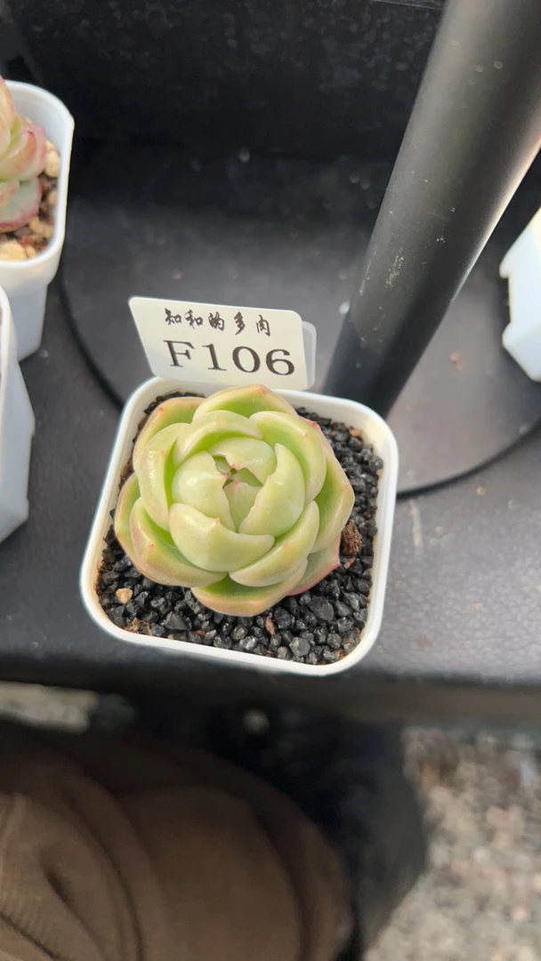 知和的多肉F106专拍链接