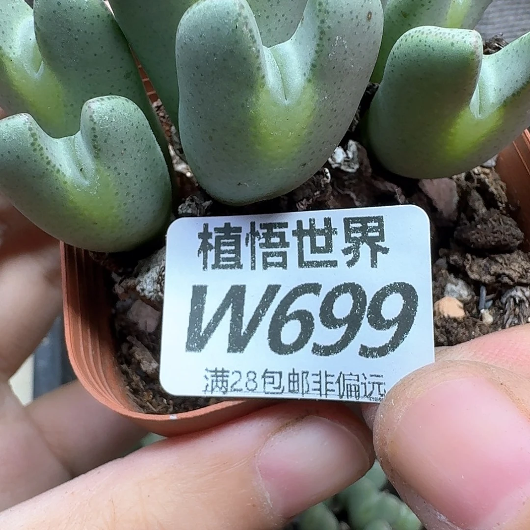 多肉植物的润泽fv