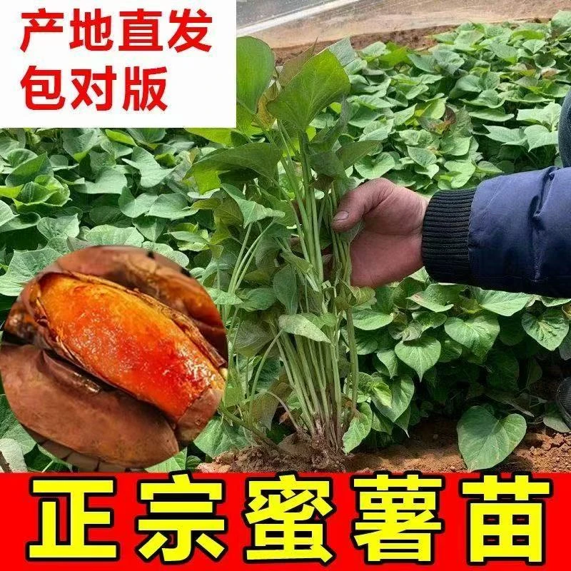 红薯苗蜜薯苗烤着吃流油流蜜地瓜秧苗板栗薯烤红薯原种苗