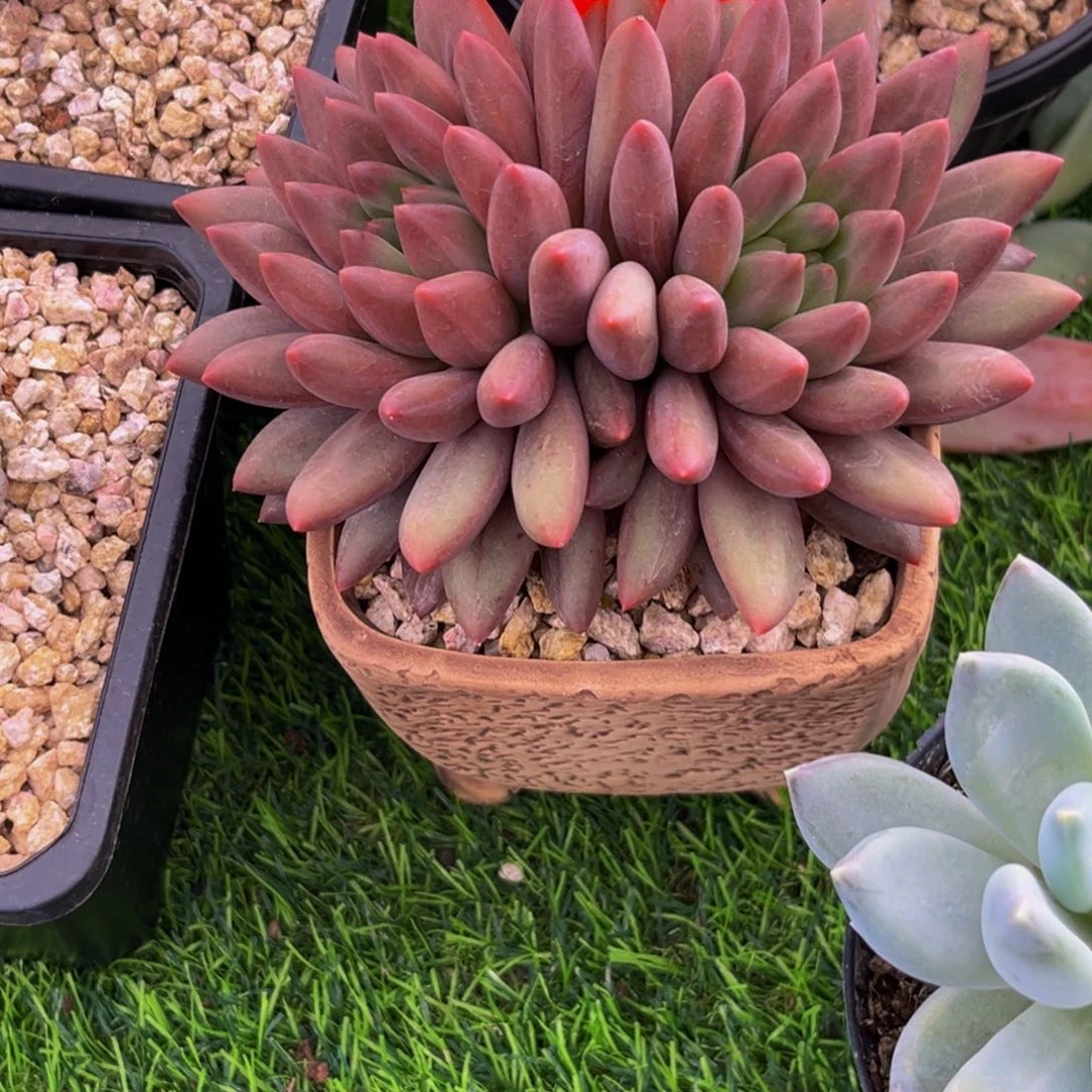 恩***宝2651下午多肉植物群生