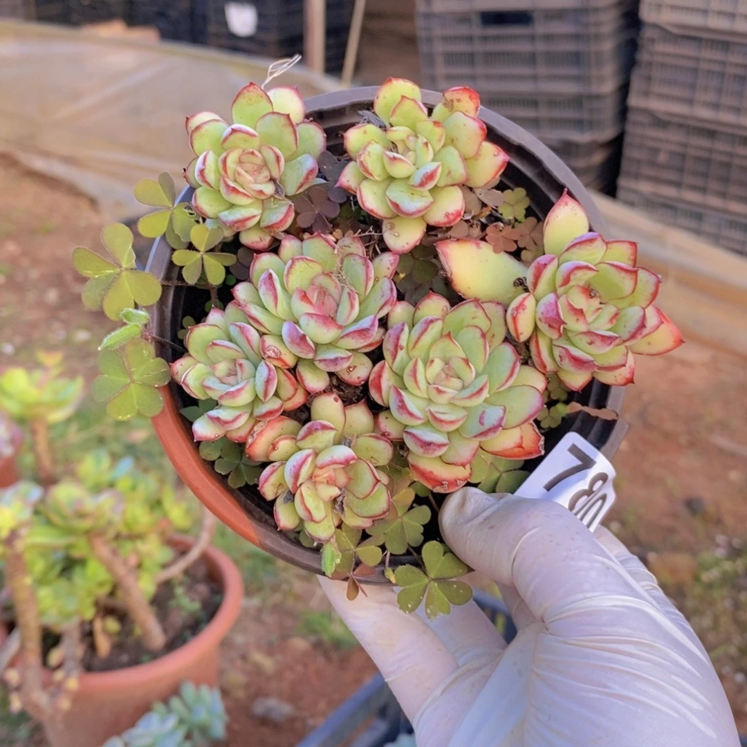 7800荷花老桩一物一拍