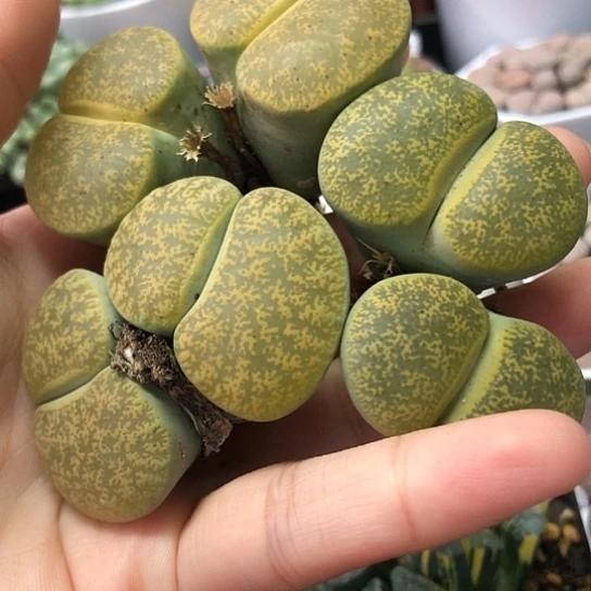 0896，3棵大双头如图