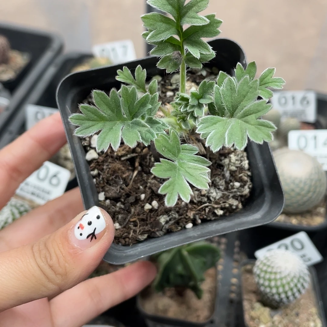 091红花洋葵块根植物