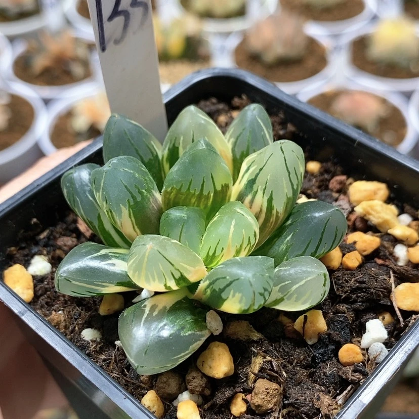 【闪购商品】133黑葡萄