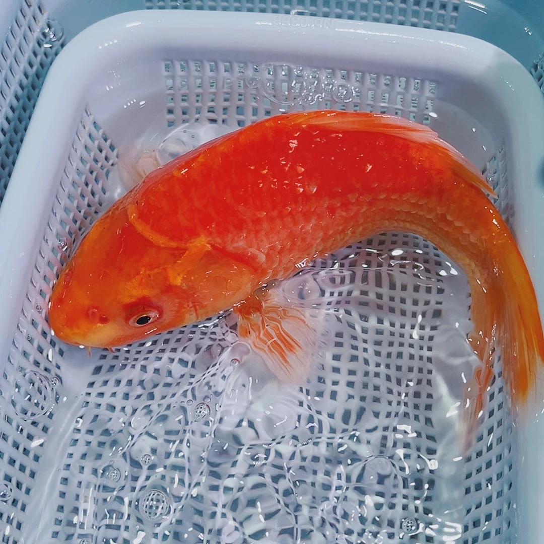 锦鲤锦鲤冷水鱼观赏102