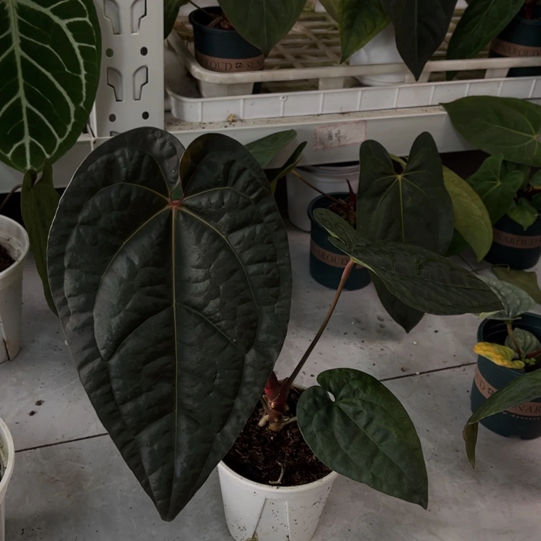 无花朵桃奢（0988）