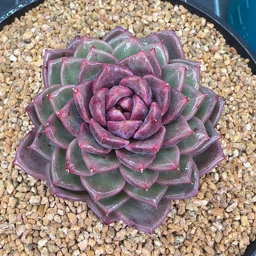 从前慢甄选多肉编号0126-彩薇