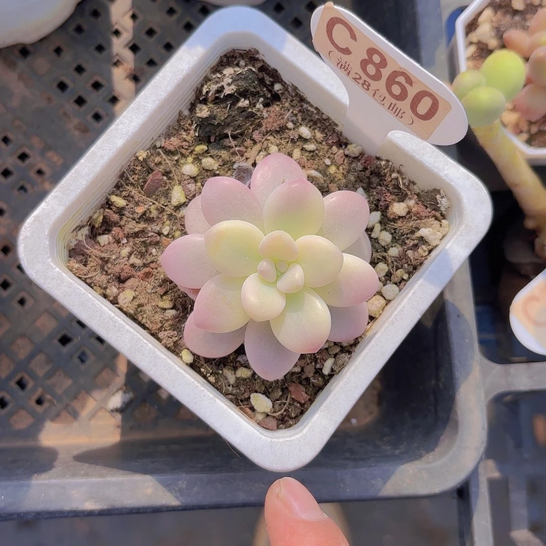 C860洛神锦一物一拍