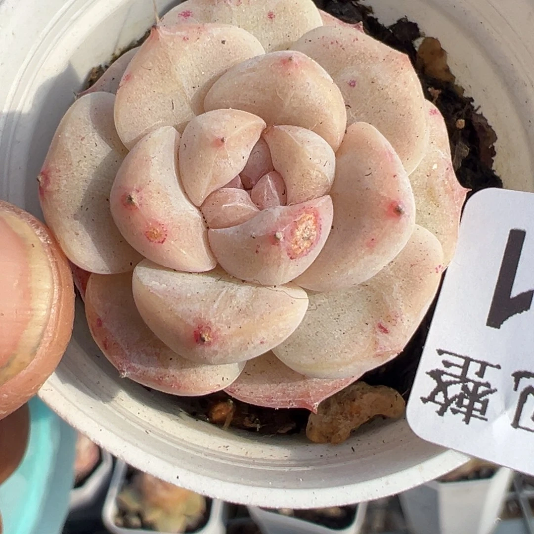 小卡拉米糖心一物一拍29-111