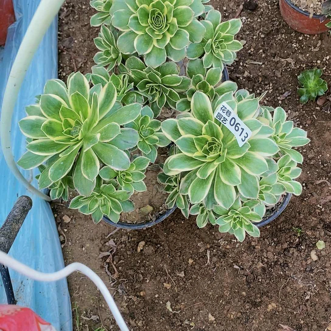 无*613 号大叶绿玫瑰锦20包邮不包断枝