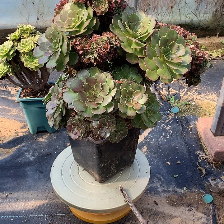 微瑕荷兰圆叶朵朵脱土发货