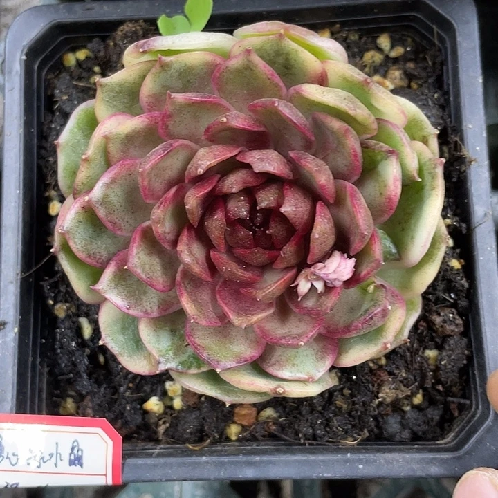 糖心绿水晶锦福利一物一拍锦龙