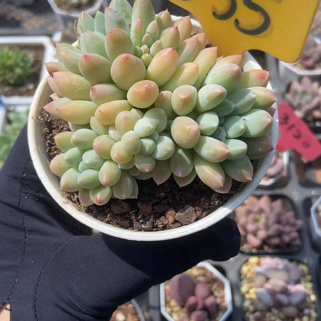 535奶糖多肉植物保护