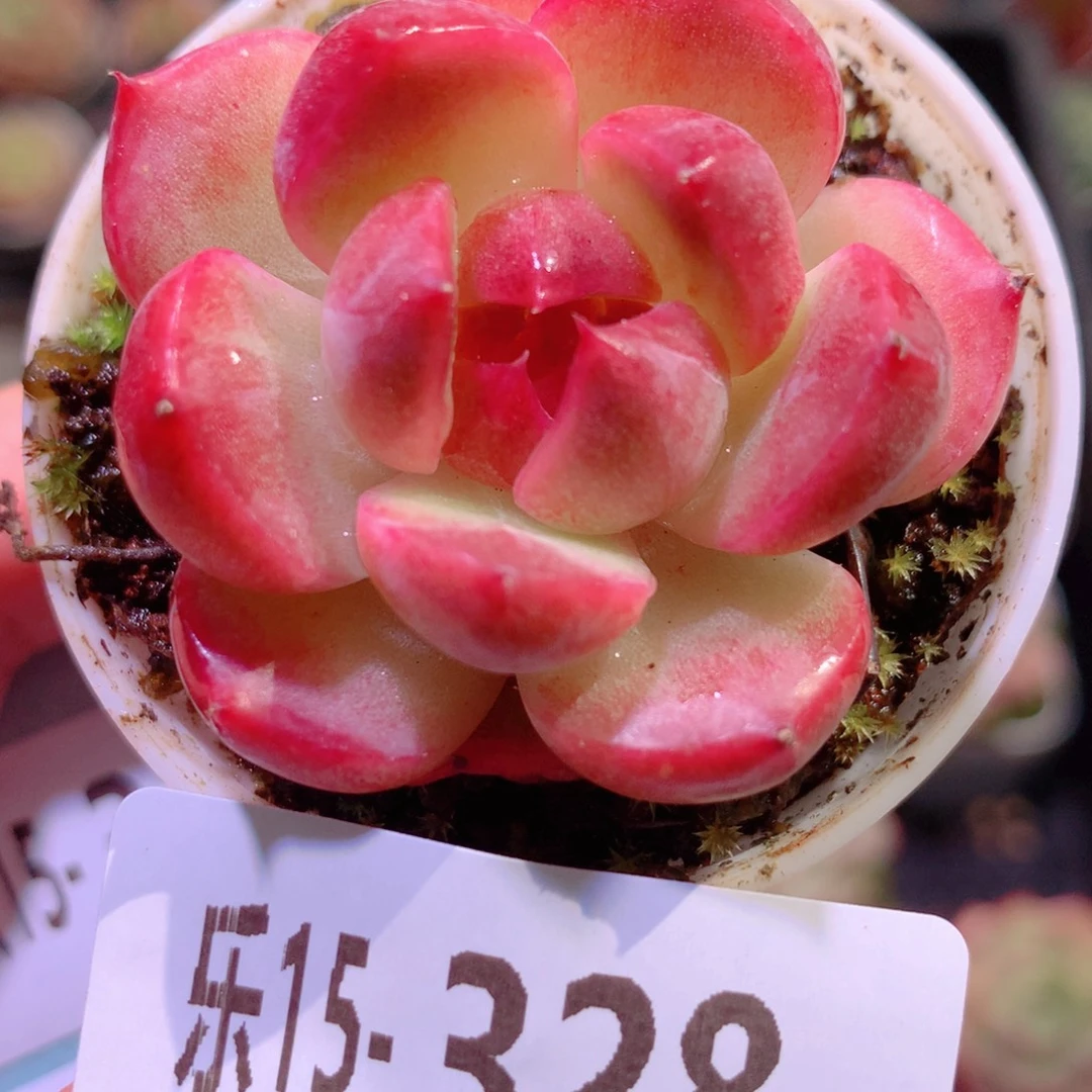 乐然15-328 珍妮单头