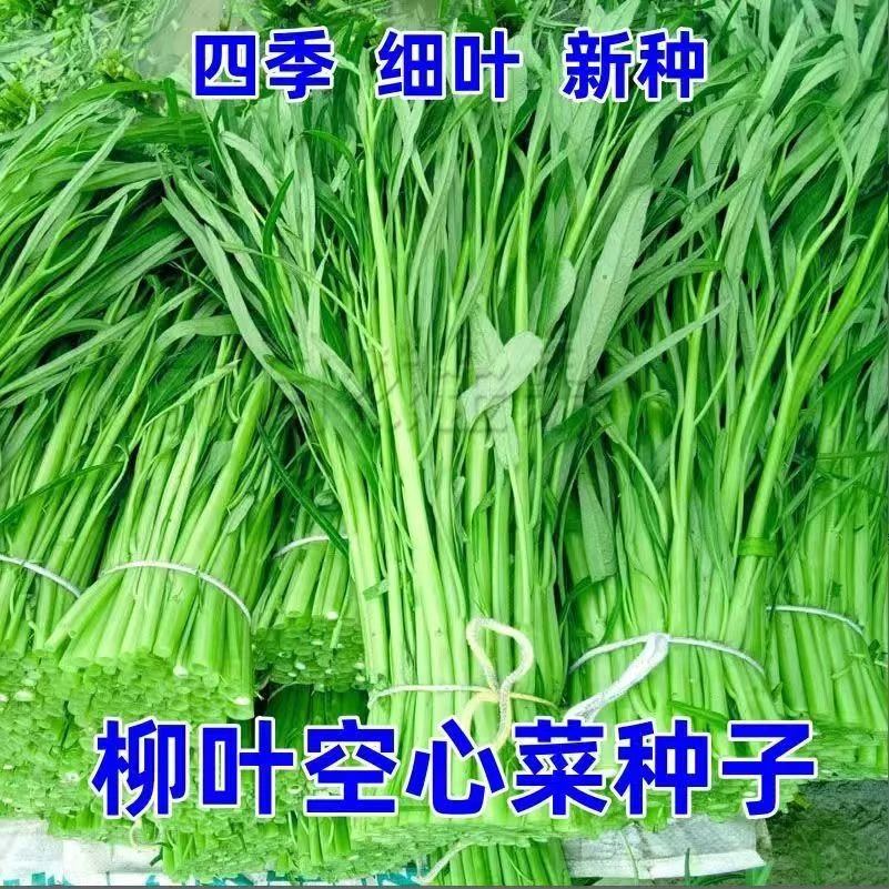 三叉空心菜柳叶空心菜大叶空心菜种子