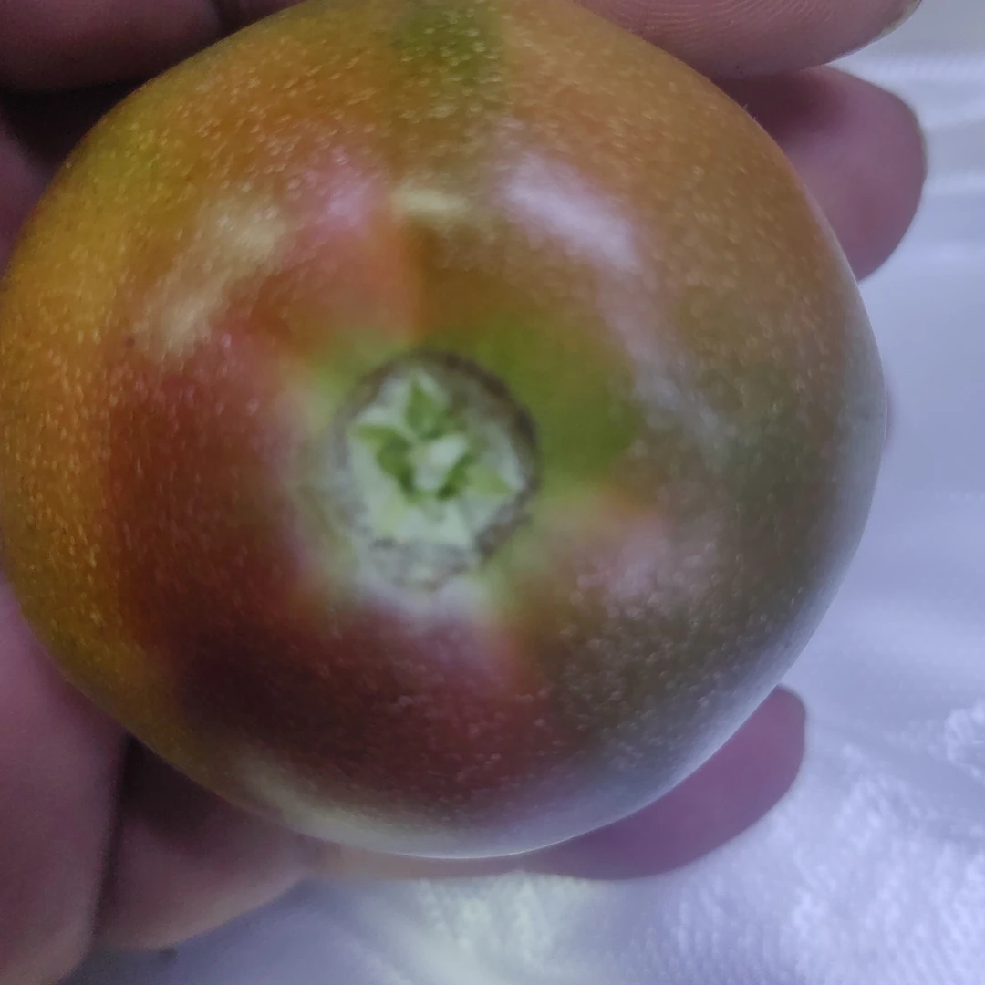 有机草莓柿子皮薄口感微甜汁水39元三斤配送到家