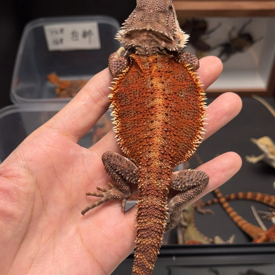 豪***钱豹纹守宫红系鬃狮蜥小压成