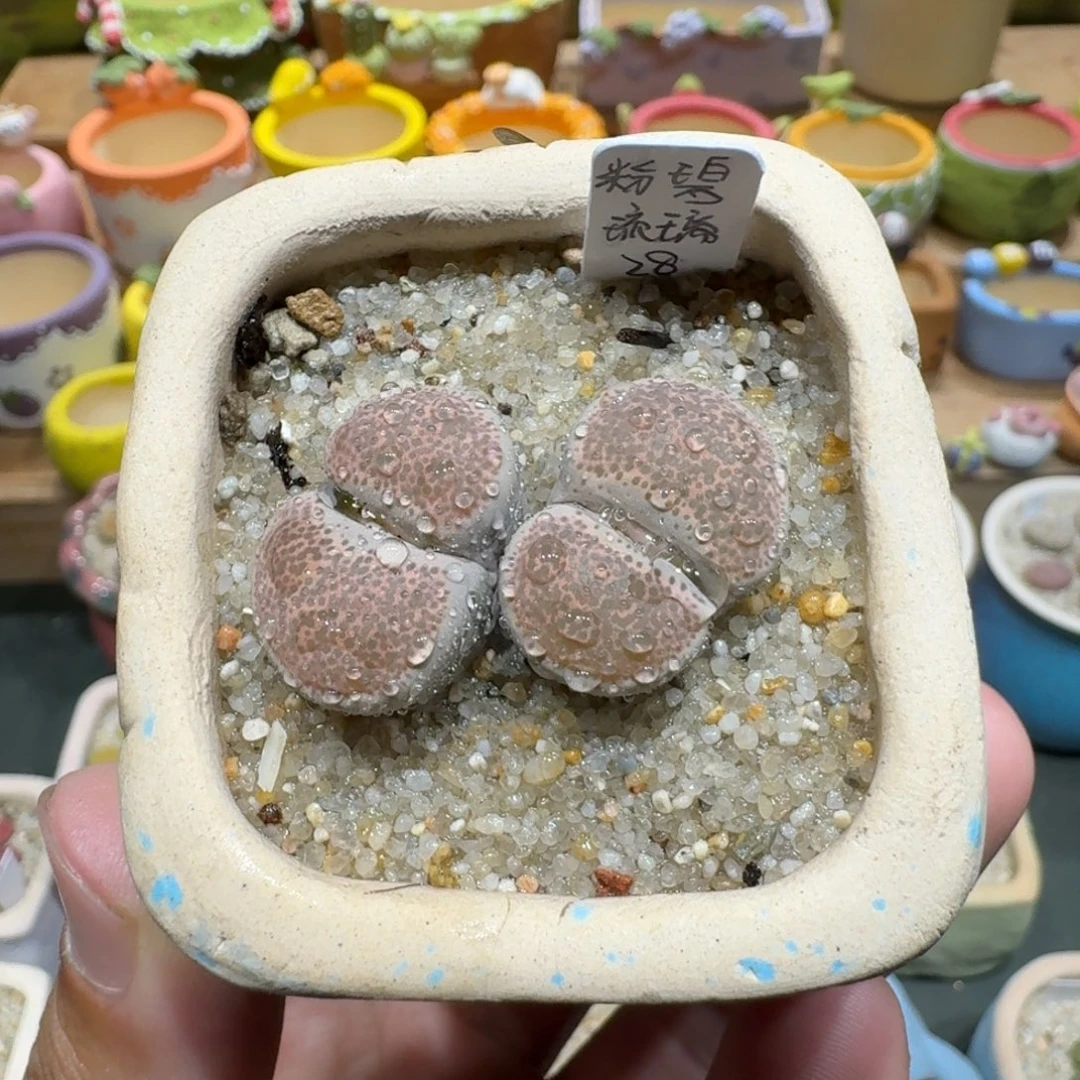 蘑菇1029粉碧琉璃多肉植物