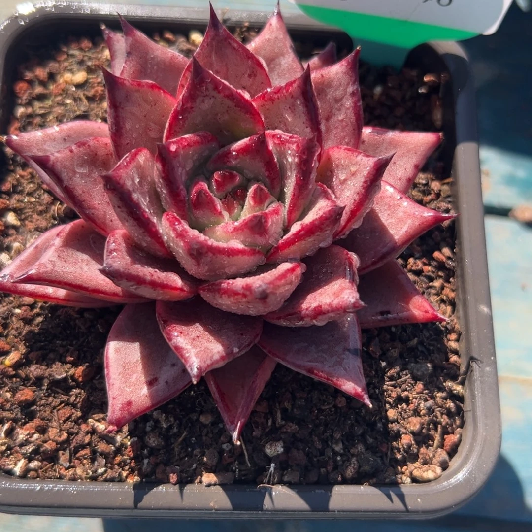 从前慢花园多肉编号1125-96