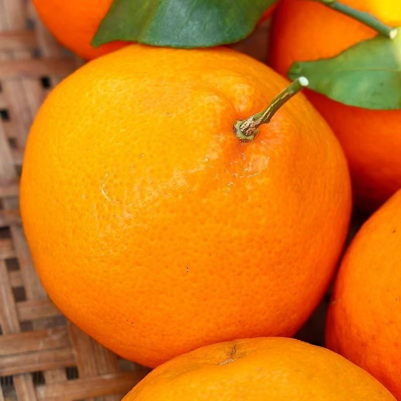 (自己果园）正宗四川春见耙耙柑新鲜采摘孕妇水果