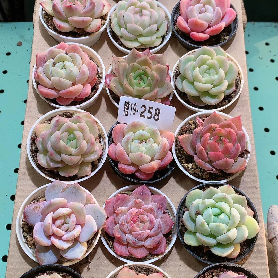 19-258一物一拍带盆18颗