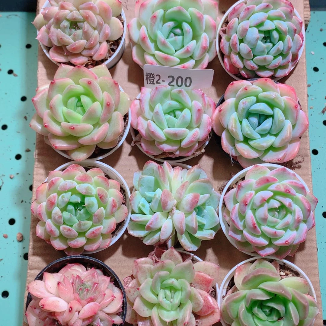 2-200一物一拍带盆18颗