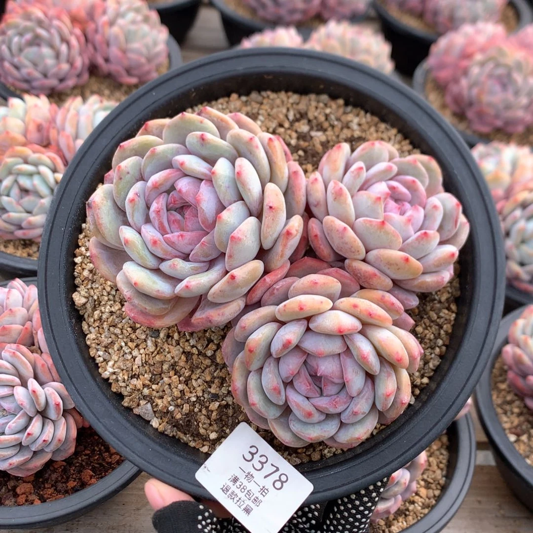 15厘米三头有砍星影3378