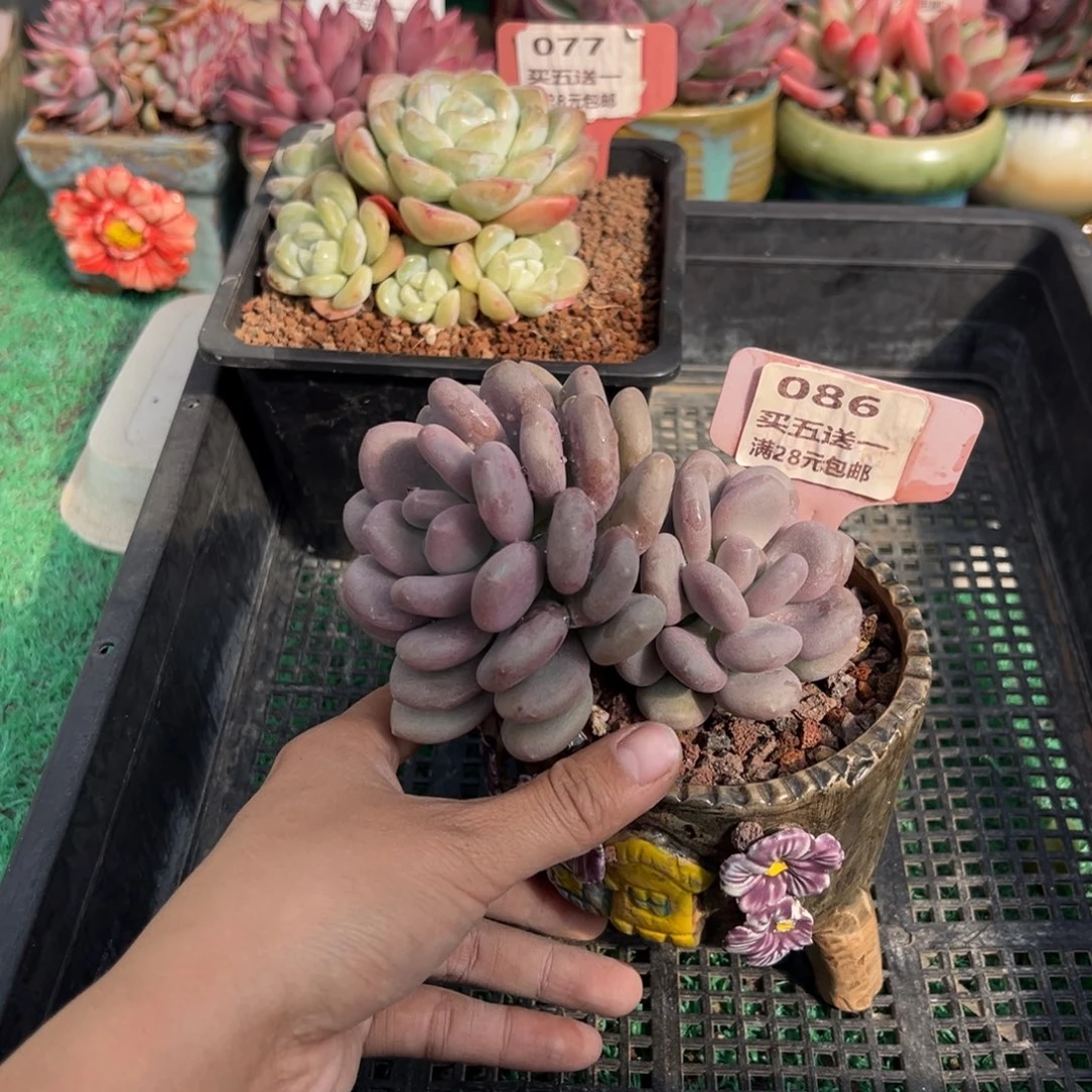 表妹精品多肉植物086.