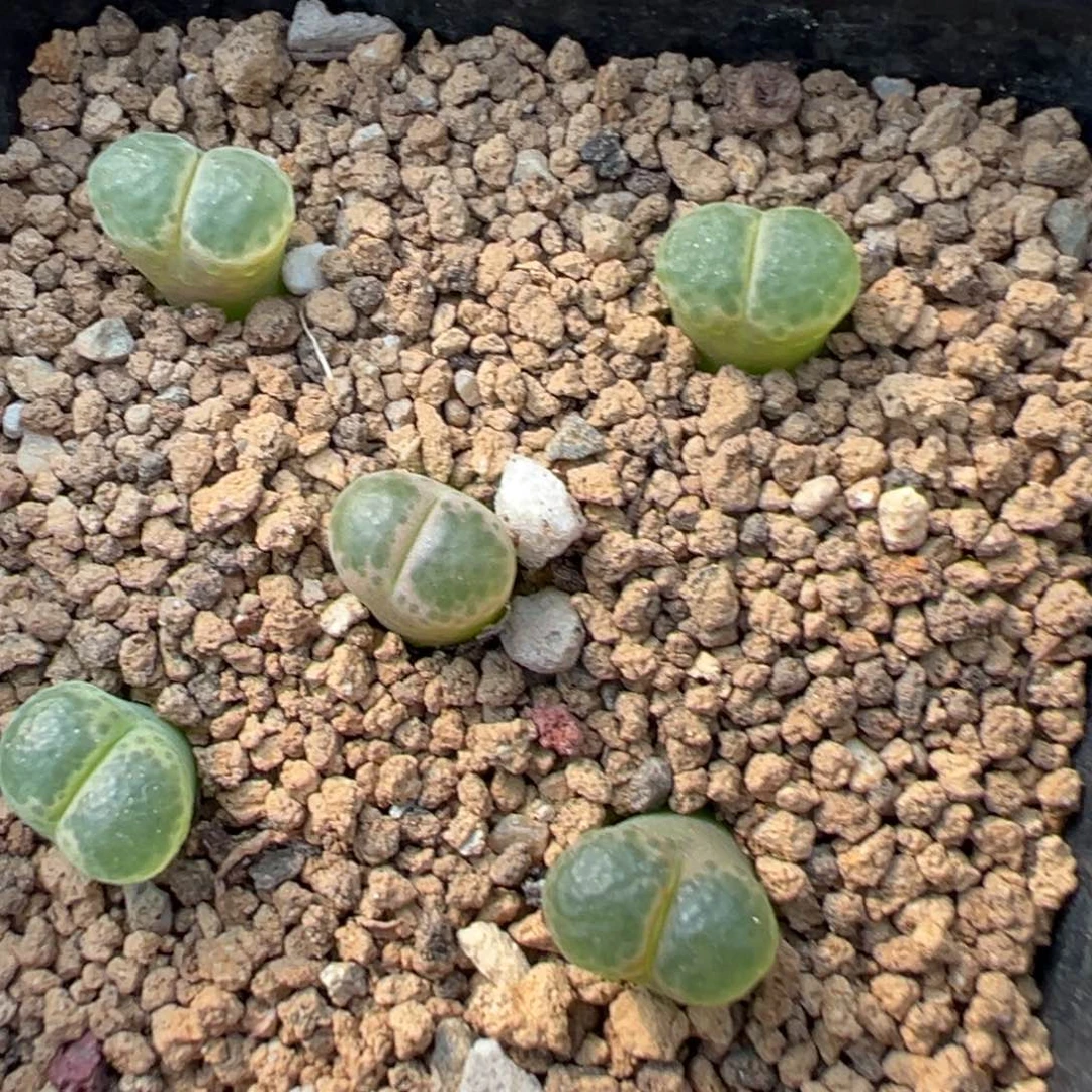 量拍1453.9粉樱风铃5颗。多肉