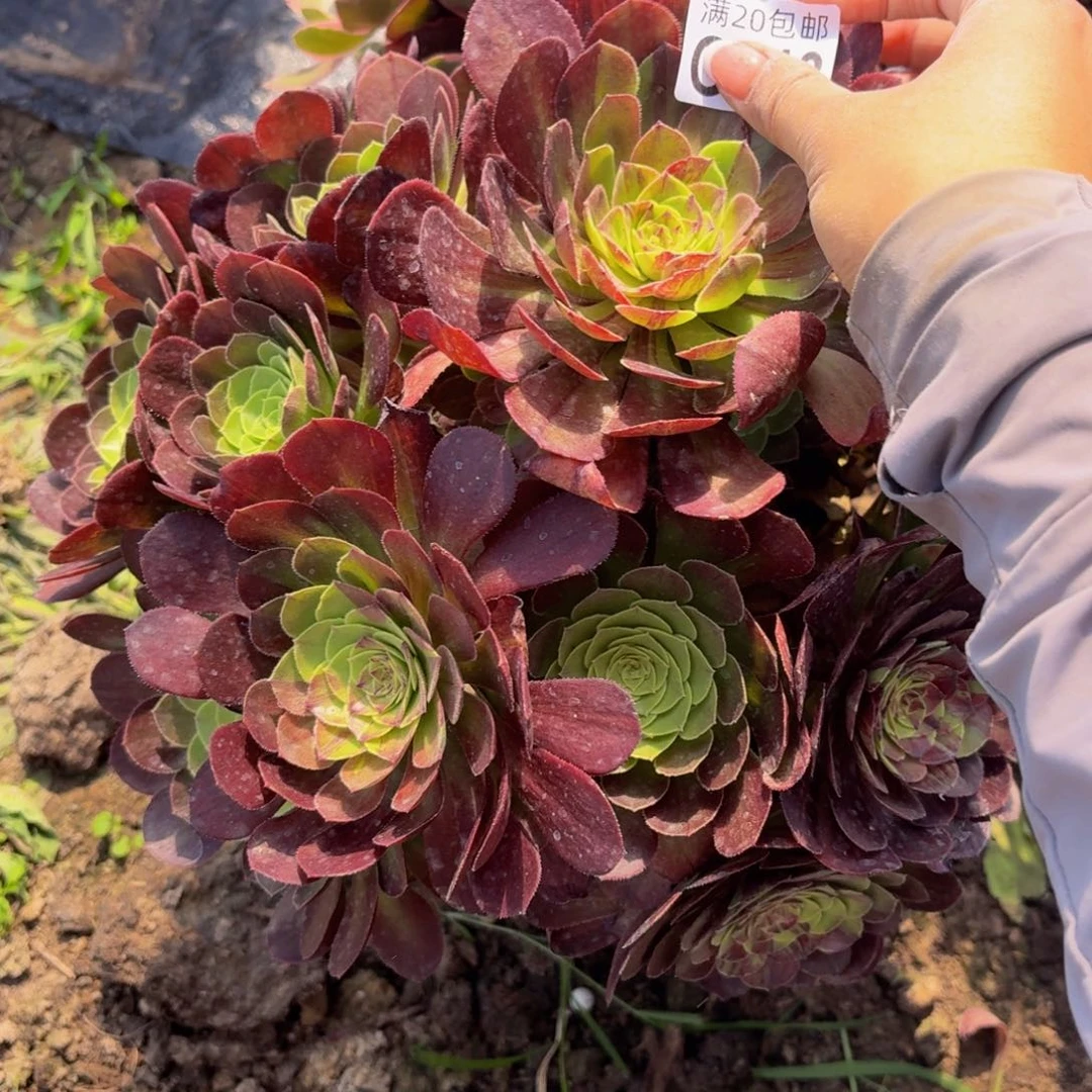 无花朵843多肉植物捧花的