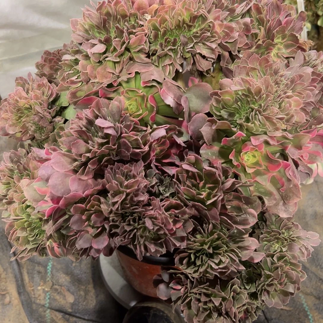 多肉植物香菲缀花362