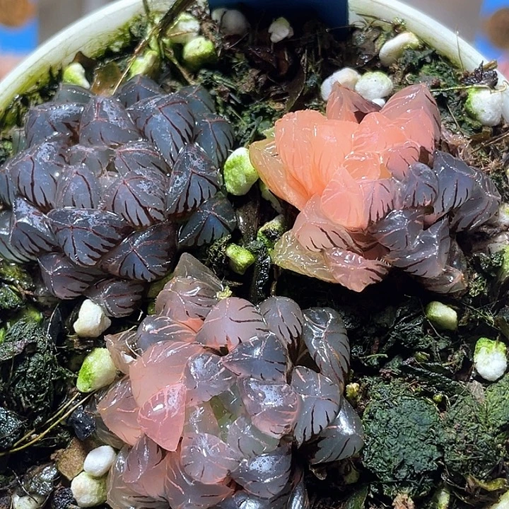631拼盘一套特选福利