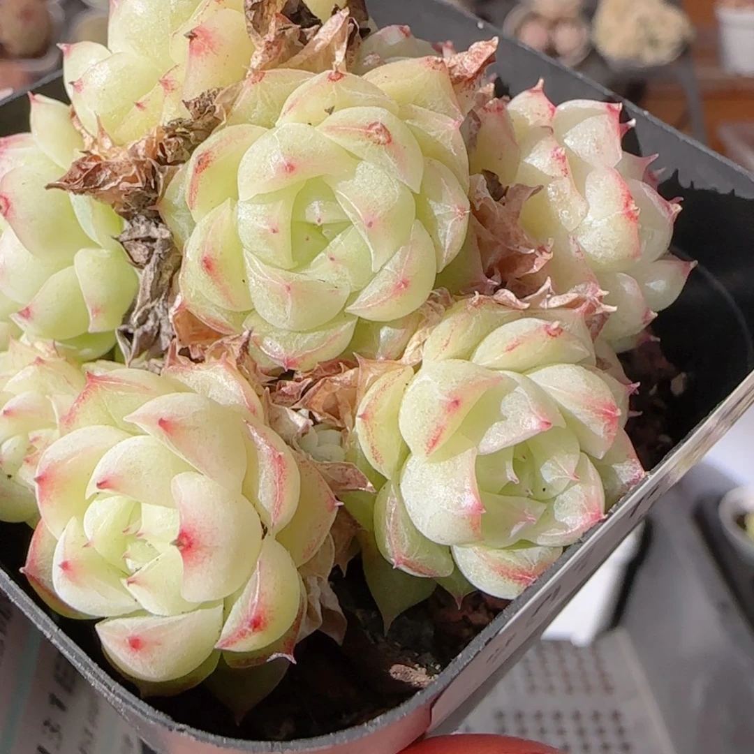 花语多肉1231-201散