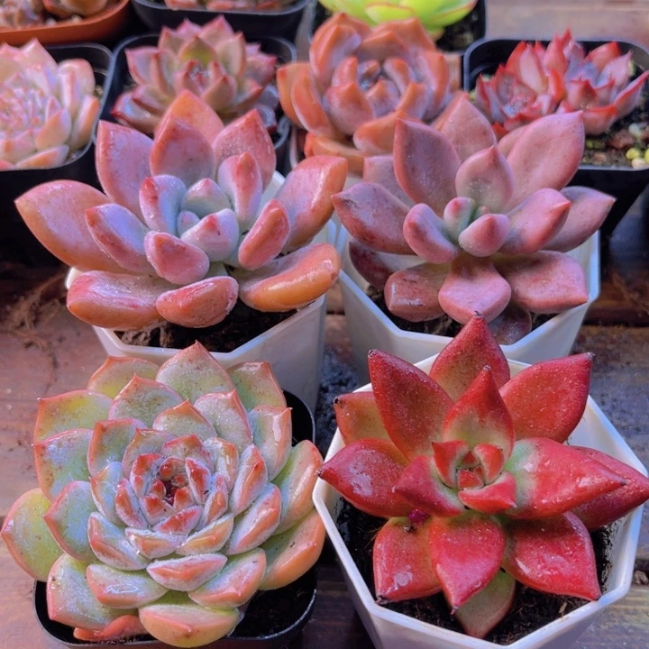 奥普 罗卡 糖心 桃花源