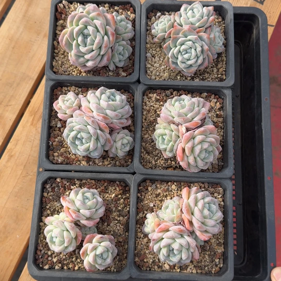 6颗一起一物一拍的