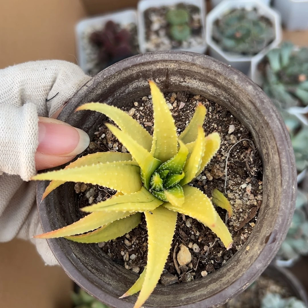 杜呃呃呃呃呃呃呃呃