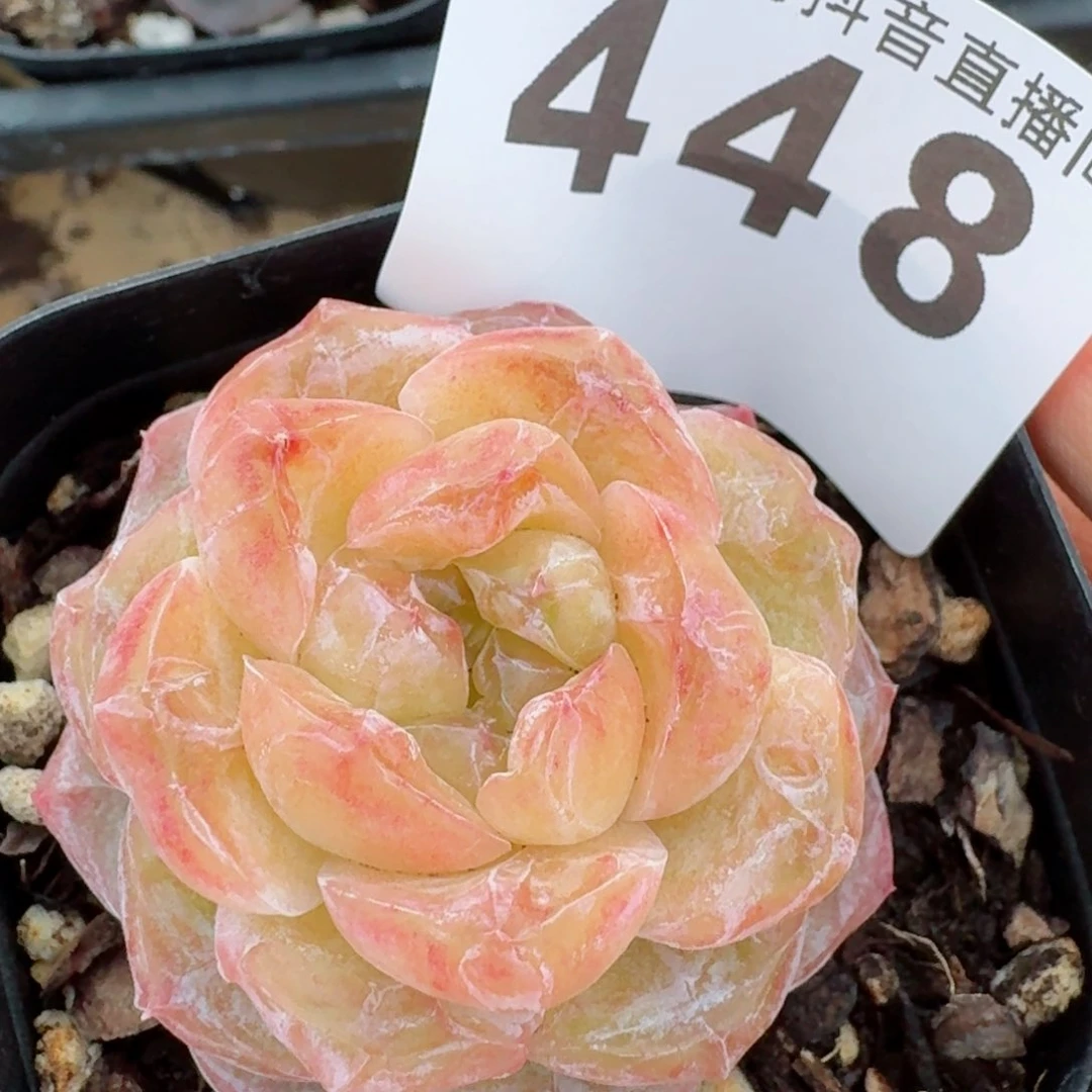 石化霜花         精品多肉