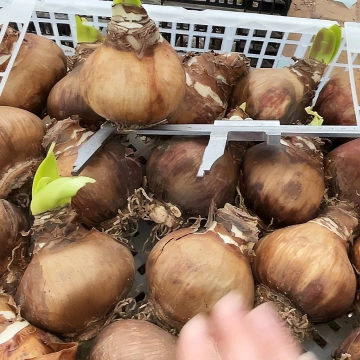 直播间那框花孔雀8左右开花球一个