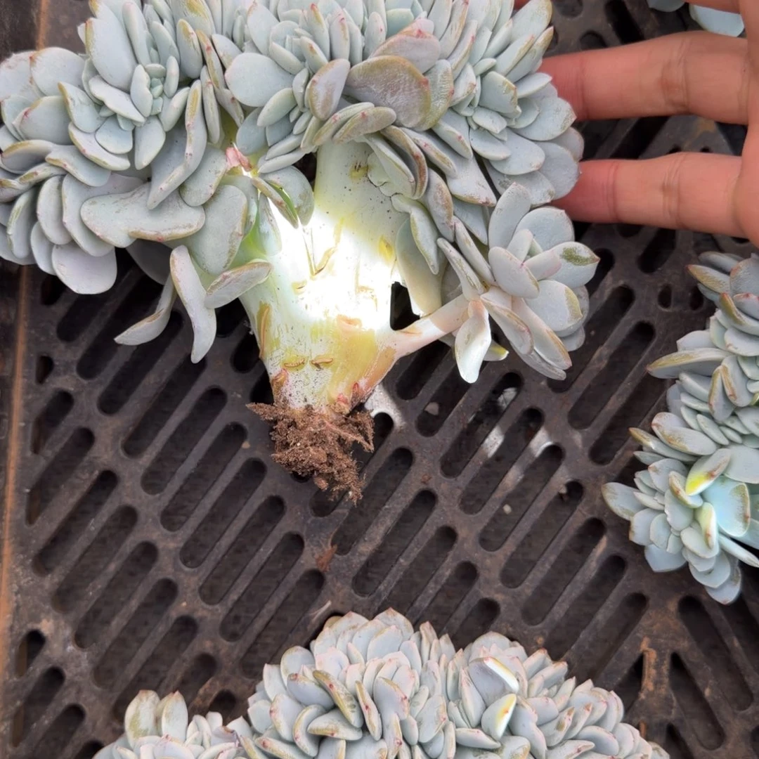 趴***你一物一拍有根奶茶缀22