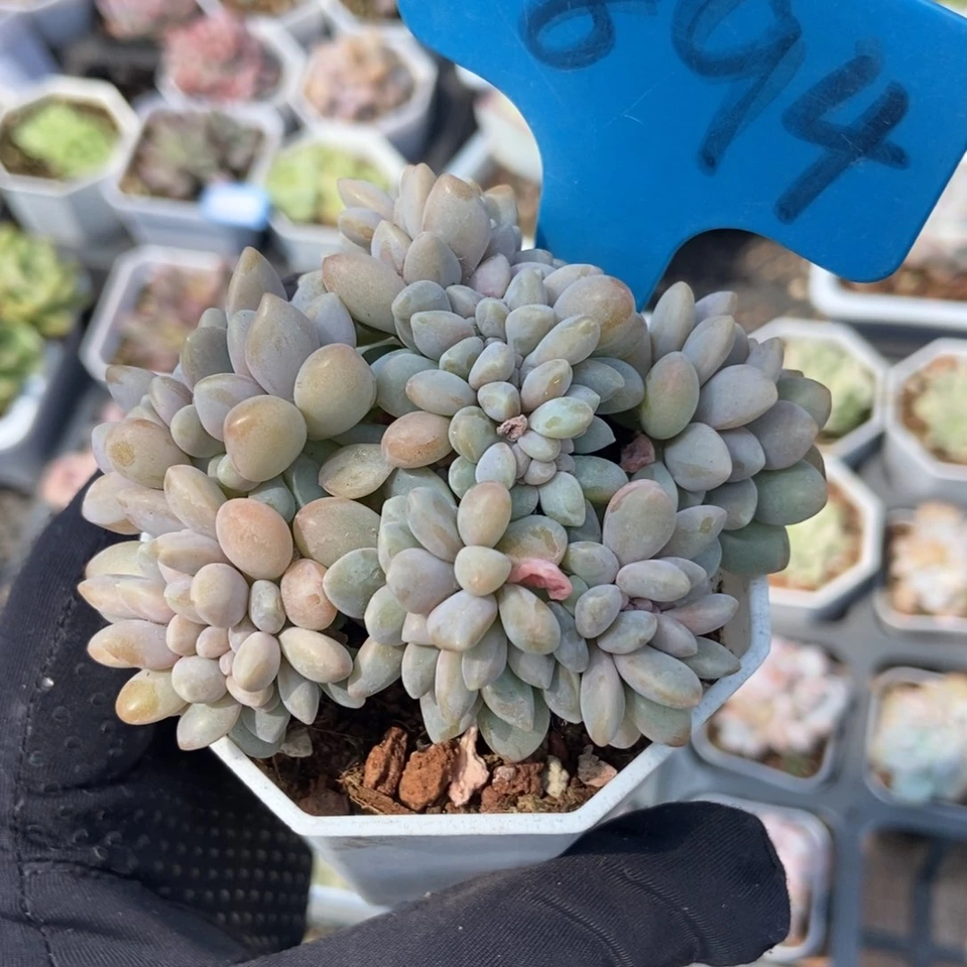894醉美人缀多肉植物保护